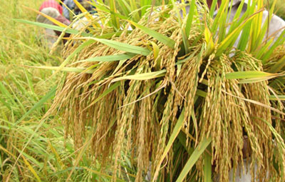 4 new varieties of rice released